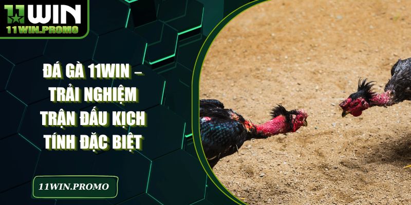 Đá Gà 11win