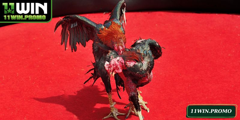 Hình thức đá gà tre được đông đảo mọi người ưa chuộng