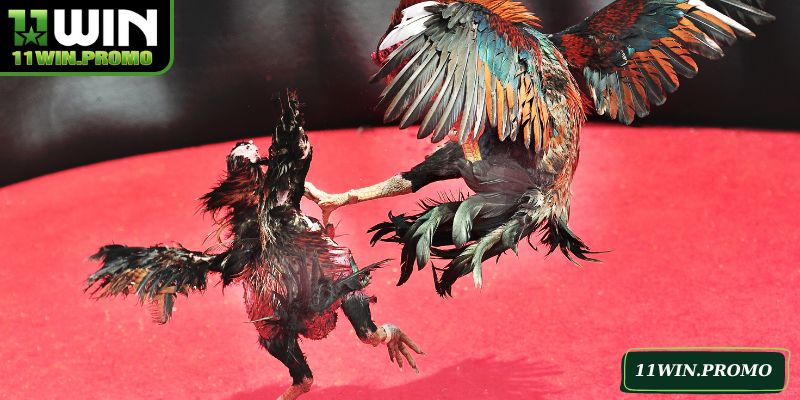 Sảnh đá gà 11WIN với nhiều ưu điểm